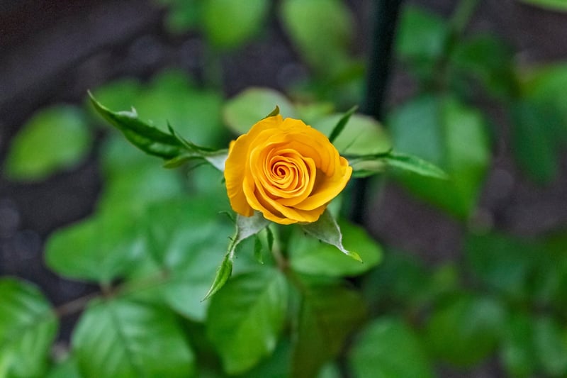 Spring Flowers