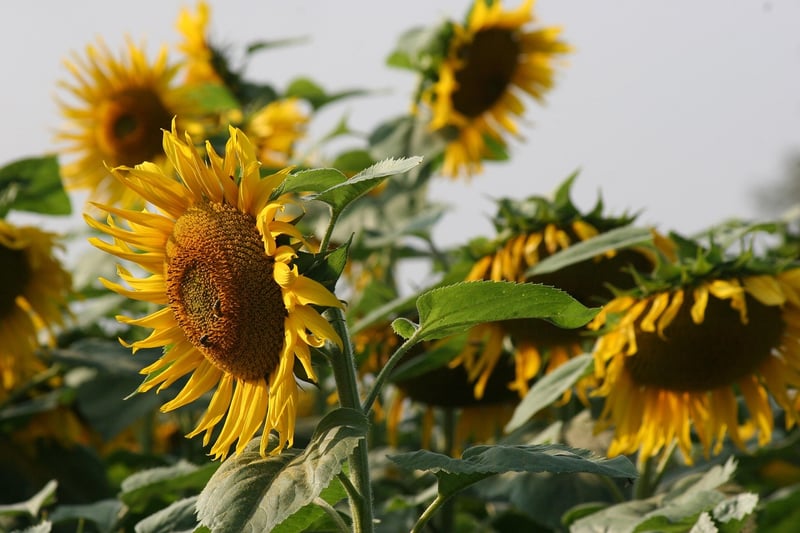 Summer Flowers